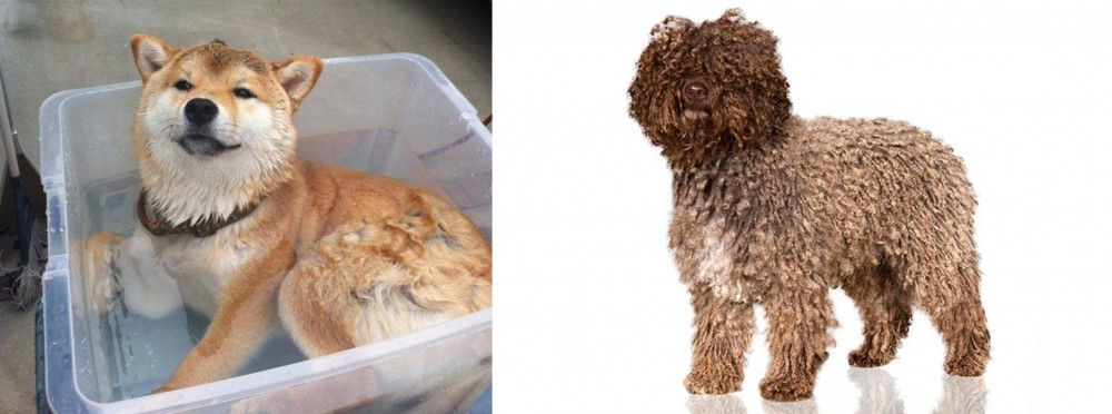 Spanish Water Dog vs Shiba Inu - Breed Comparison