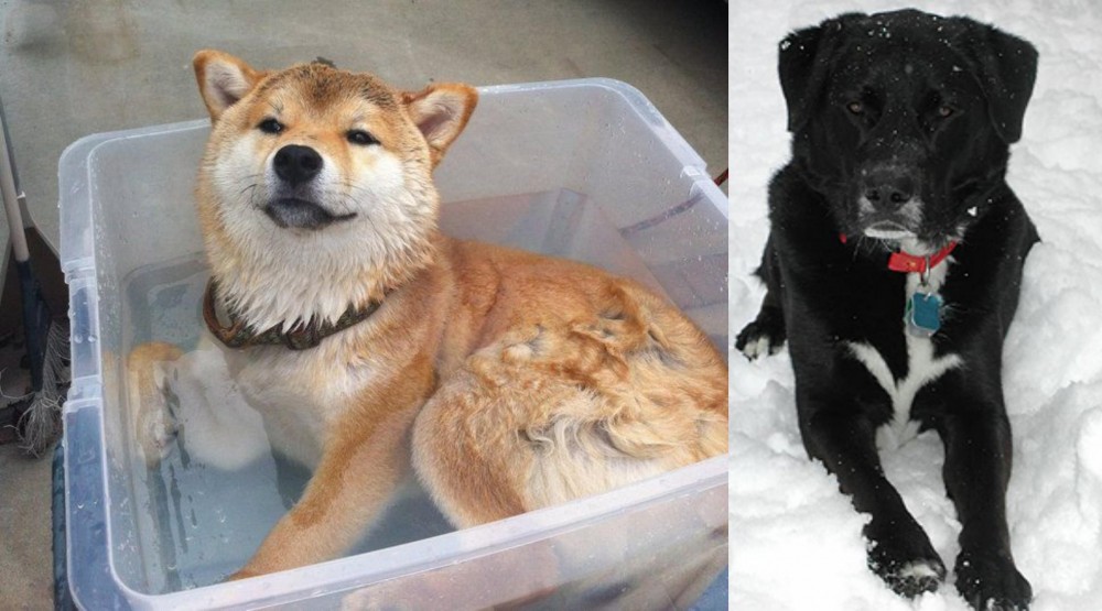St. John's Water Dog vs Shiba Inu - Breed Comparison
