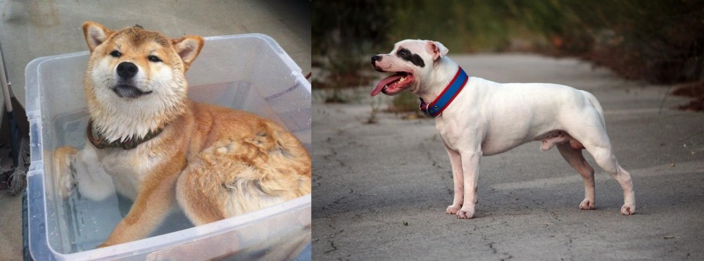 Staffordshire Bull Terrier vs Shiba Inu - Breed Comparison