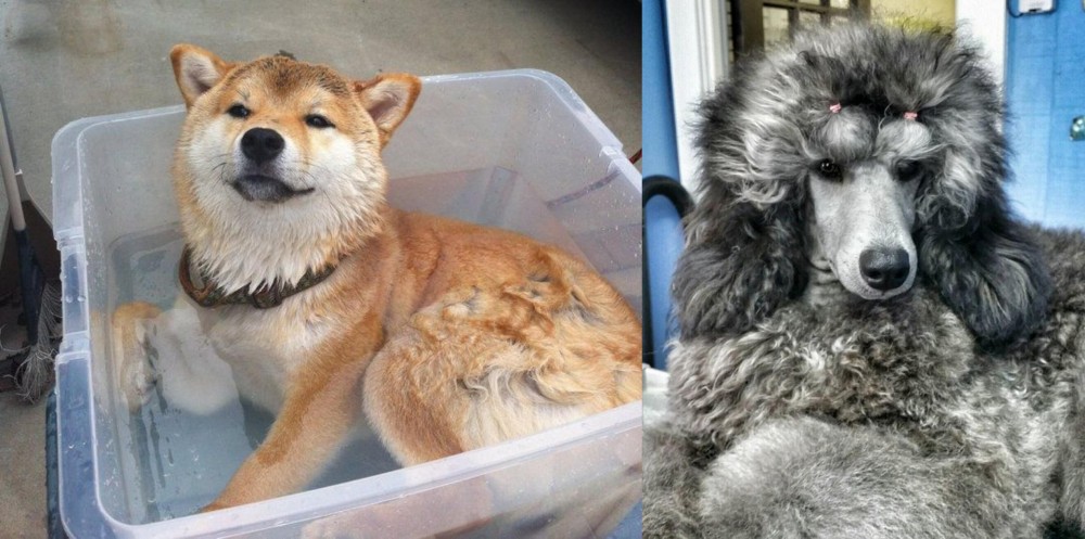 Standard Poodle vs Shiba Inu - Breed Comparison