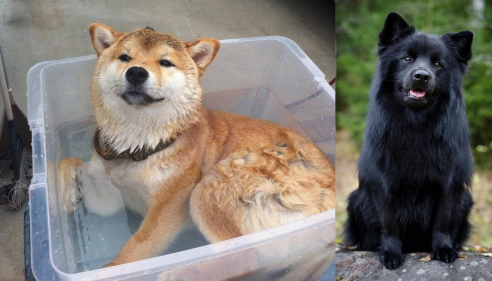 Swedish Lapphund vs Shiba Inu - Breed Comparison