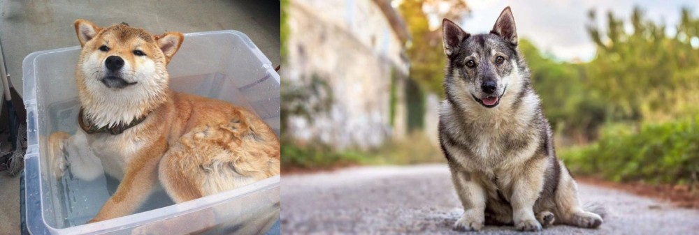 Swedish Vallhund vs Shiba Inu - Breed Comparison