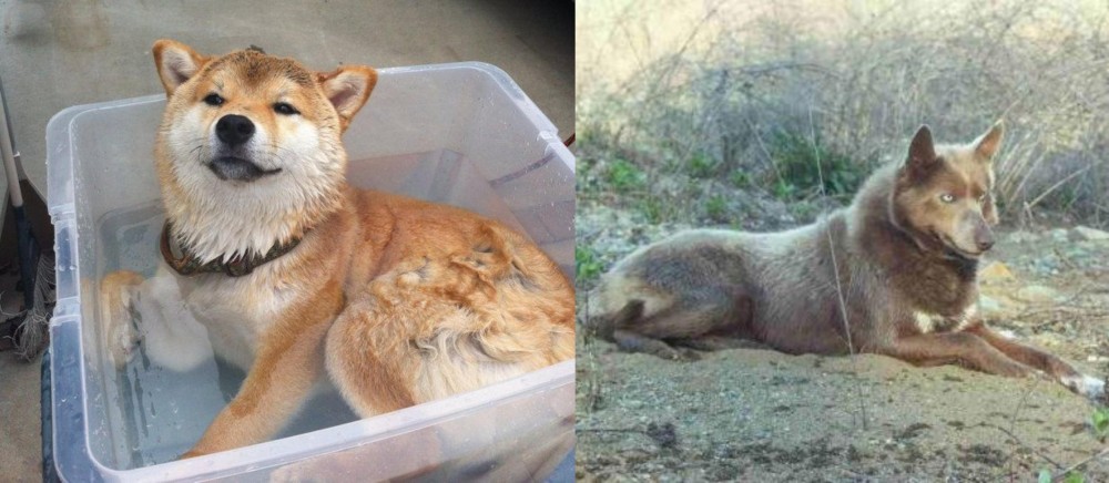 Tahltan Bear Dog vs Shiba Inu - Breed Comparison