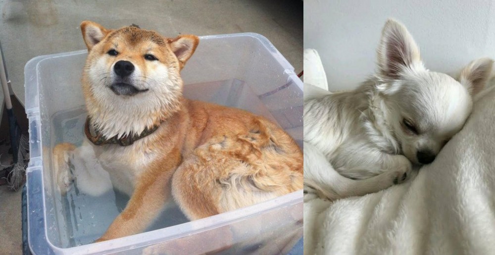 Tea Cup Chihuahua vs Shiba Inu - Breed Comparison