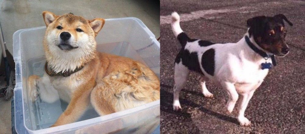 Teddy Roosevelt Terrier vs Shiba Inu - Breed Comparison