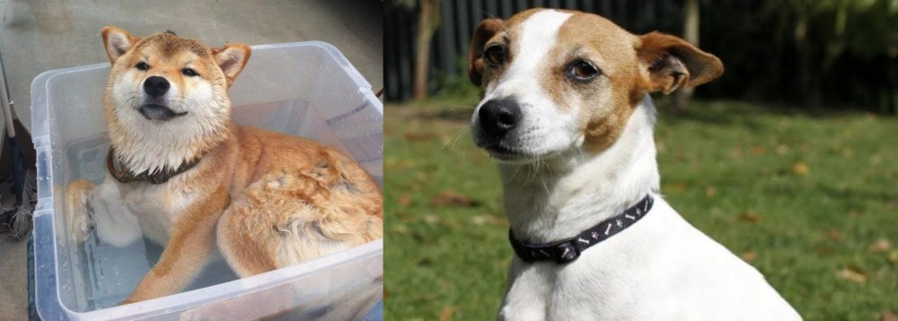 Tenterfield Terrier vs Shiba Inu - Breed Comparison
