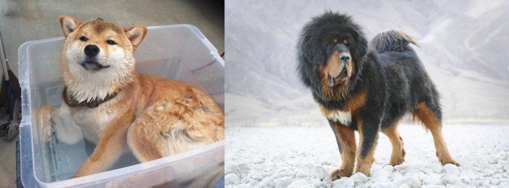 Tibetan Mastiff vs Shiba Inu - Breed Comparison