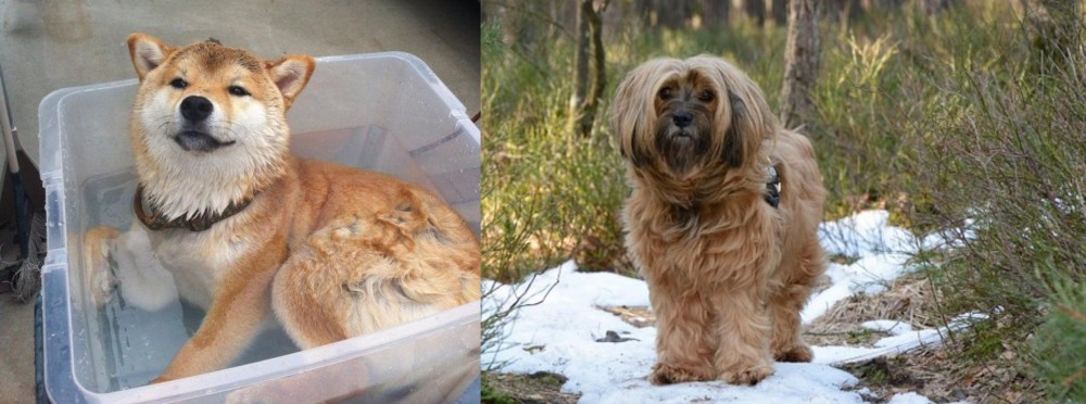 Tibetan Terrier vs Shiba Inu - Breed Comparison