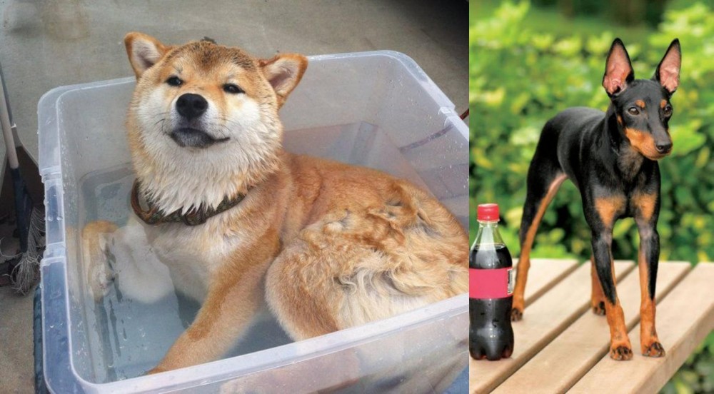 Toy Manchester Terrier vs Shiba Inu - Breed Comparison