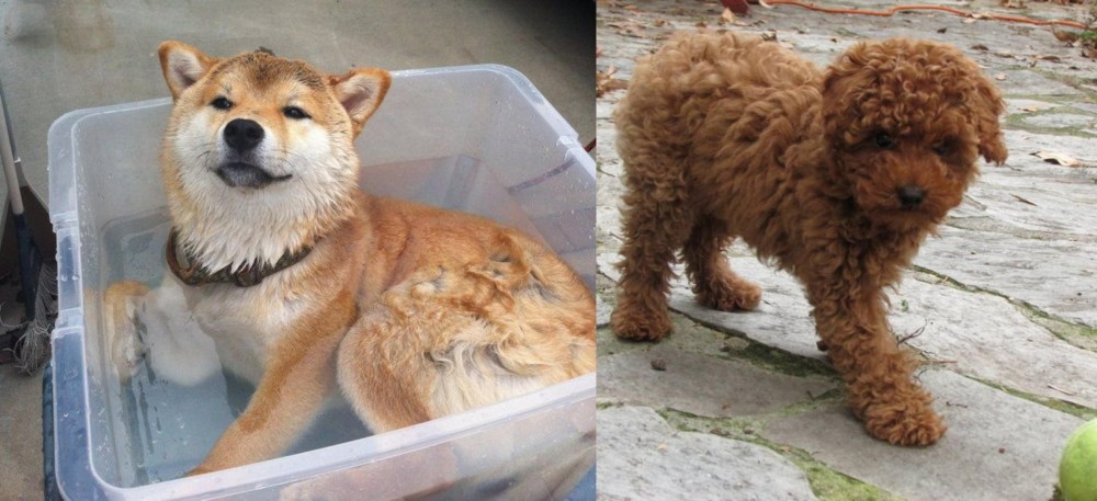 Toy Poodle vs Shiba Inu - Breed Comparison