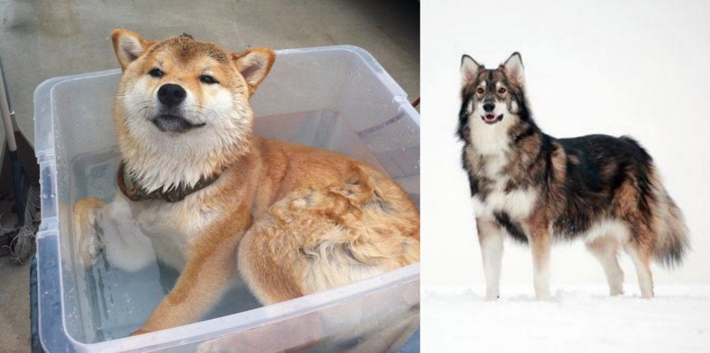 Utonagan vs Shiba Inu - Breed Comparison
