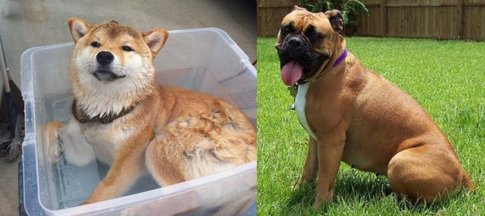 Valley Bulldog vs Shiba Inu - Breed Comparison
