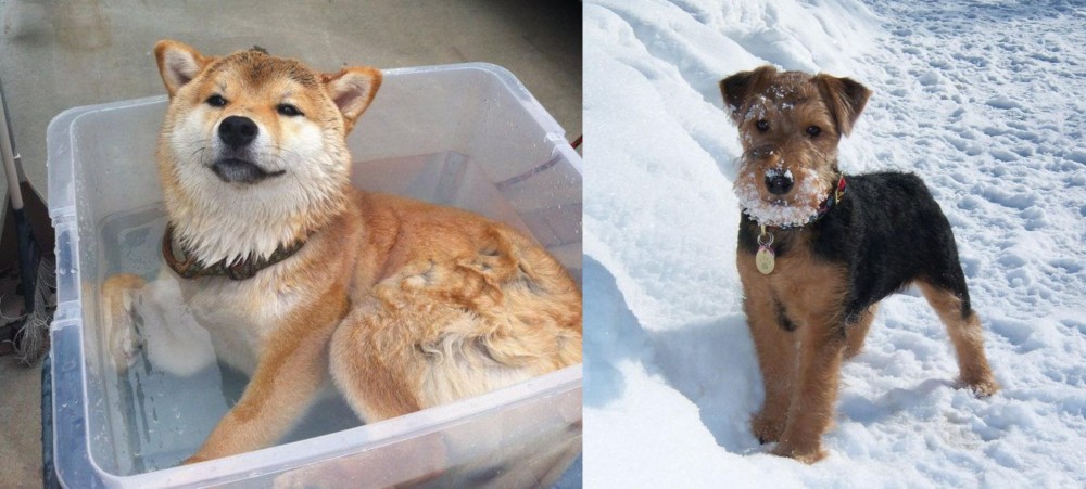 Welsh Terrier vs Shiba Inu - Breed Comparison