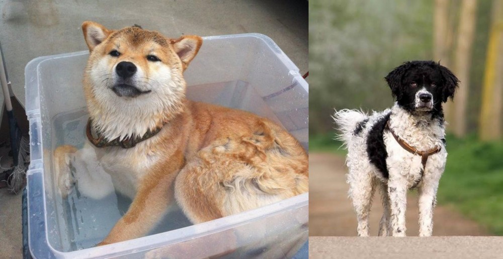 Wetterhoun vs Shiba Inu - Breed Comparison