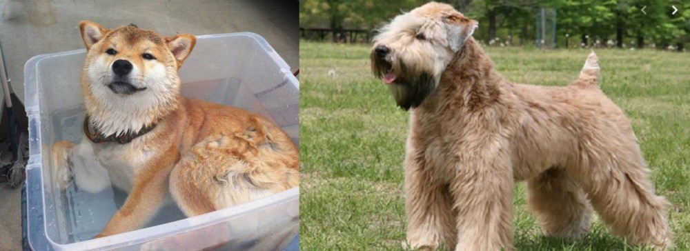 Wheaten Terrier vs Shiba Inu - Breed Comparison