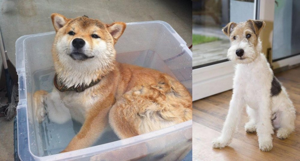 Wire Fox Terrier vs Shiba Inu - Breed Comparison