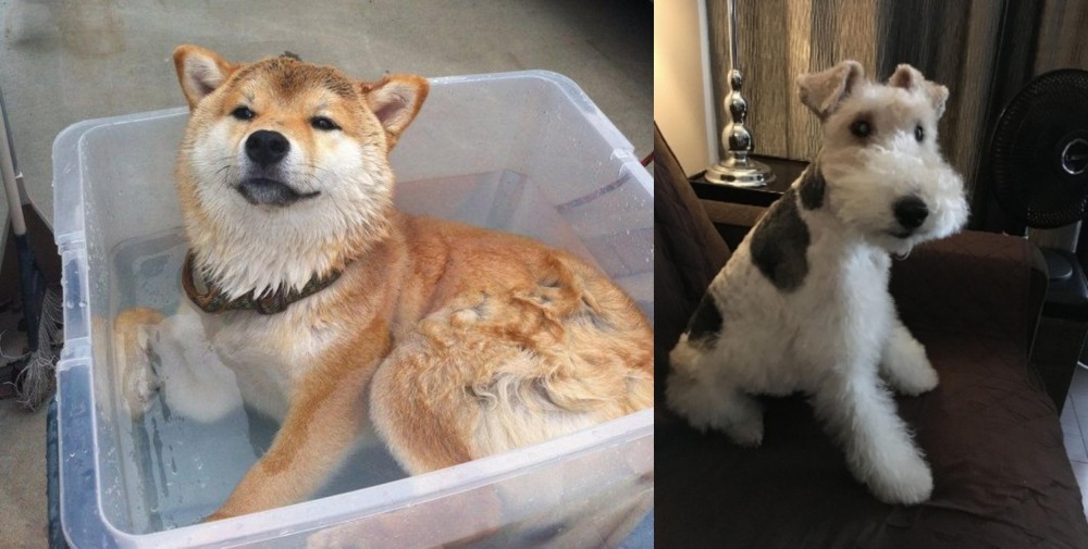 Wire Haired Fox Terrier vs Shiba Inu - Breed Comparison