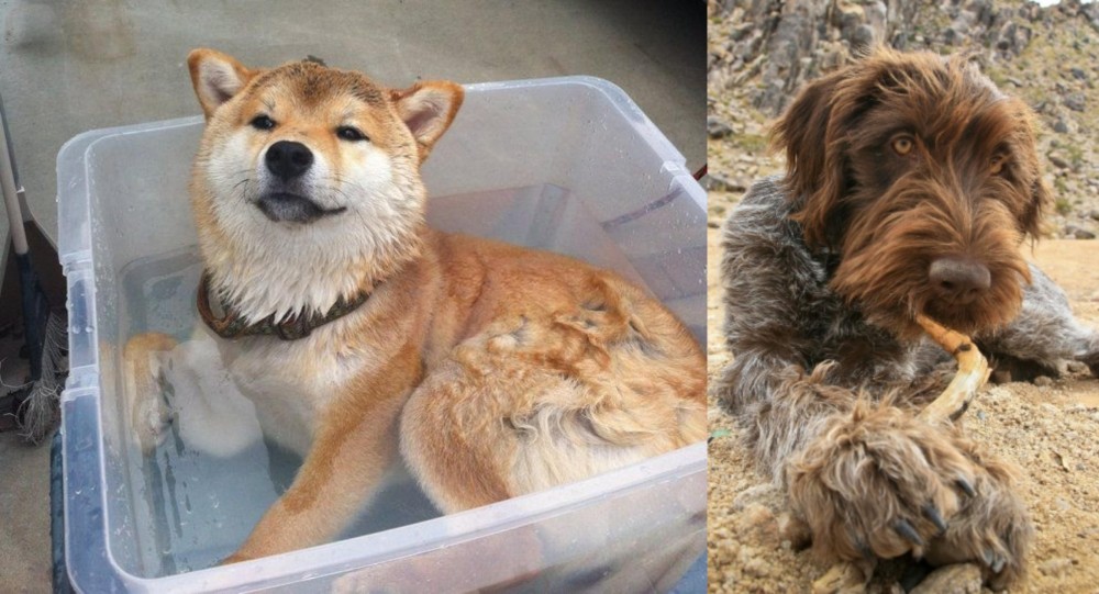 Wirehaired Pointing Griffon vs Shiba Inu - Breed Comparison