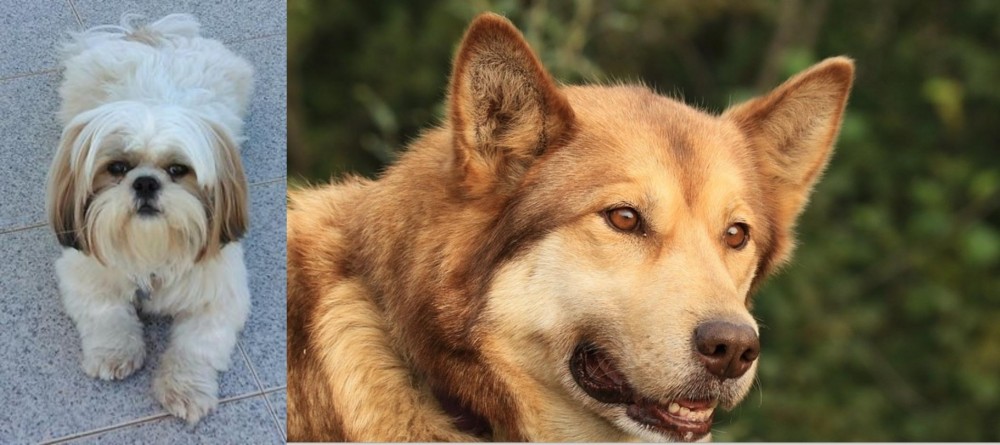 Seppala Siberian Sleddog vs Shih Tzu - Breed Comparison