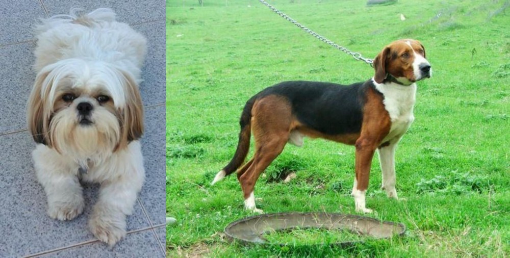Serbian Tricolour Hound vs Shih Tzu - Breed Comparison