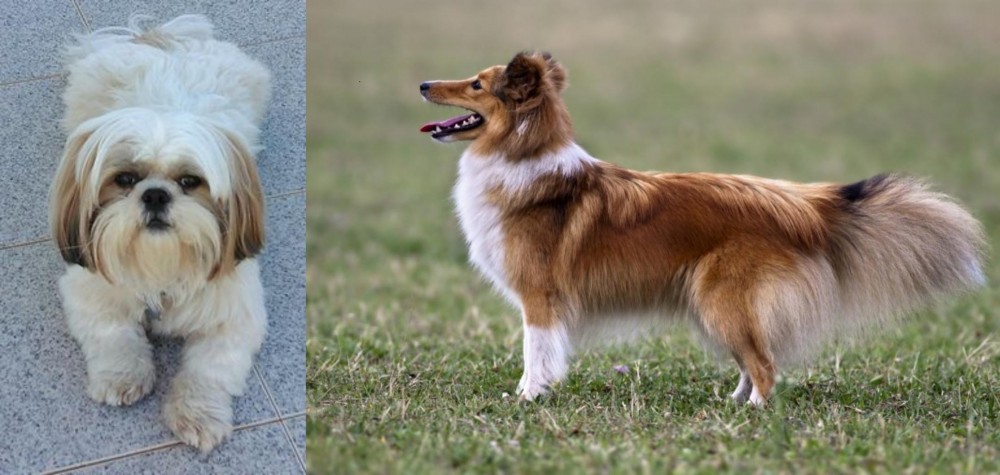 Shetland Sheepdog vs Shih Tzu - Breed Comparison