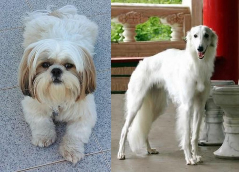 Silken Windhound vs Shih Tzu - Breed Comparison