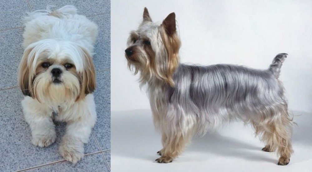 Silky Terrier vs Shih Tzu - Breed Comparison