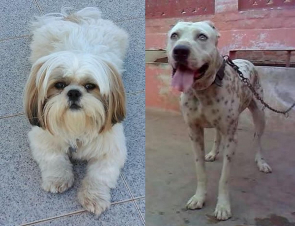 Sindh Mastiff vs Shih Tzu - Breed Comparison