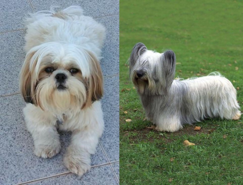 Skye Terrier vs Shih Tzu - Breed Comparison