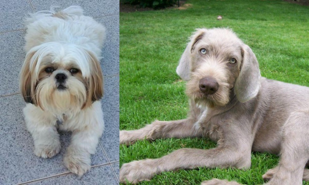 Slovakian Rough Haired Pointer vs Shih Tzu - Breed Comparison