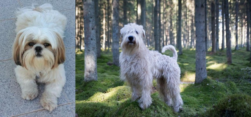 Soft-Coated Wheaten Terrier vs Shih Tzu - Breed Comparison
