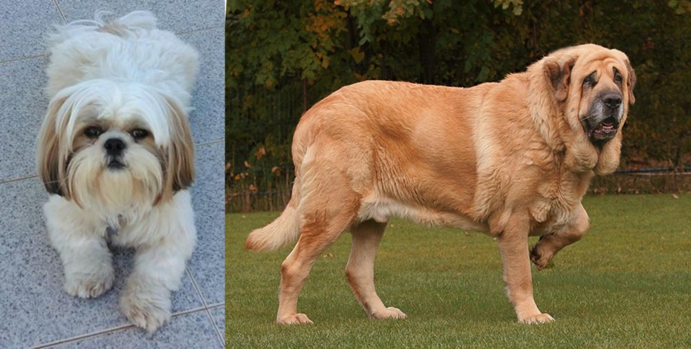 Spanish Mastiff vs Shih Tzu - Breed Comparison