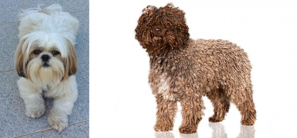 Spanish Water Dog vs Shih Tzu - Breed Comparison