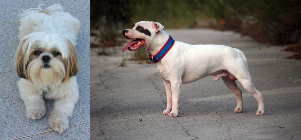 Staffordshire Bull Terrier vs Shih Tzu - Breed Comparison