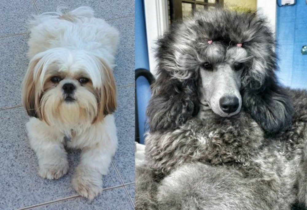 Standard Poodle vs Shih Tzu - Breed Comparison