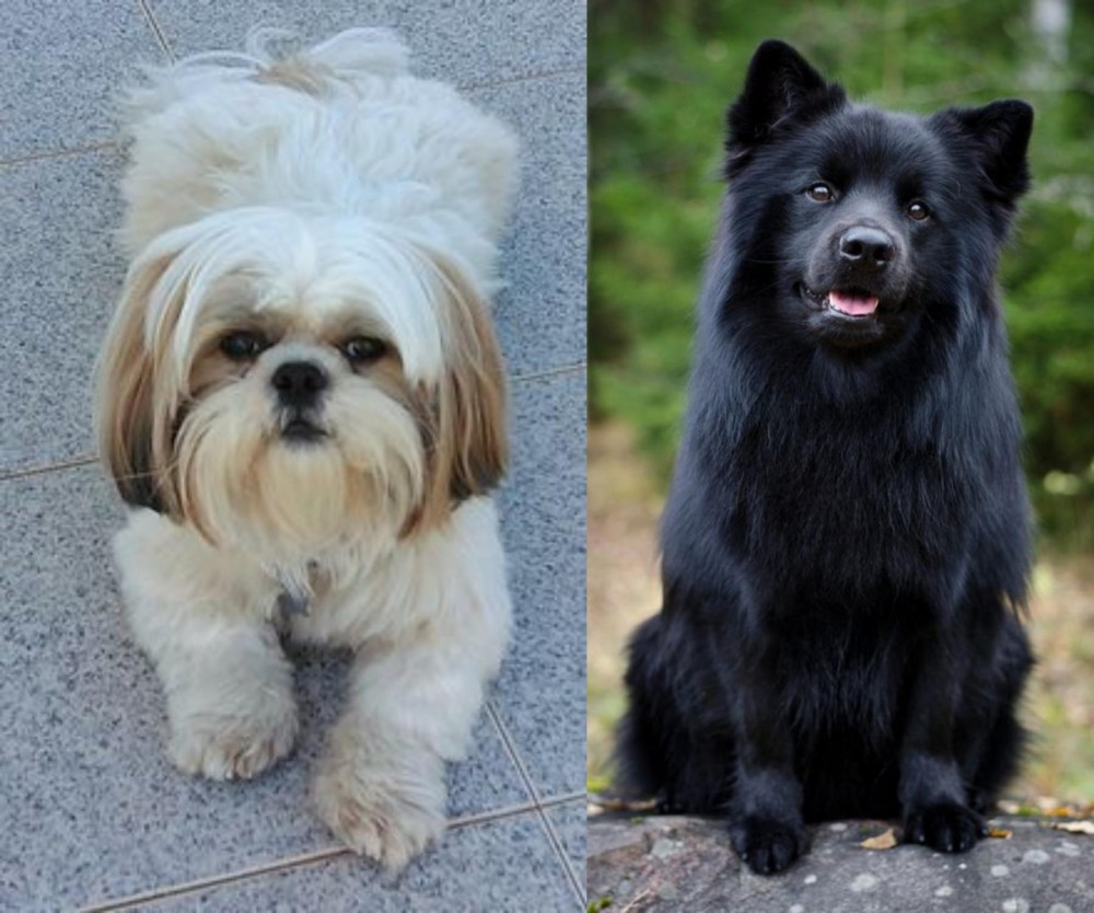 Swedish Lapphund vs Shih Tzu - Breed Comparison