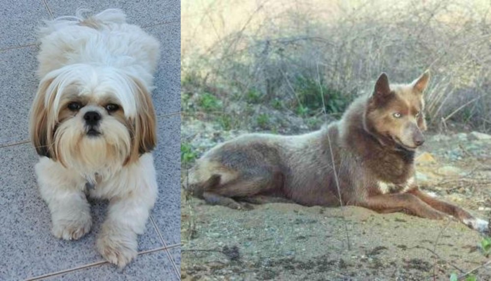 Tahltan Bear Dog vs Shih Tzu - Breed Comparison
