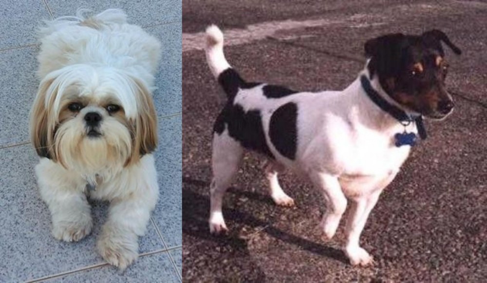 Teddy Roosevelt Terrier vs Shih Tzu - Breed Comparison
