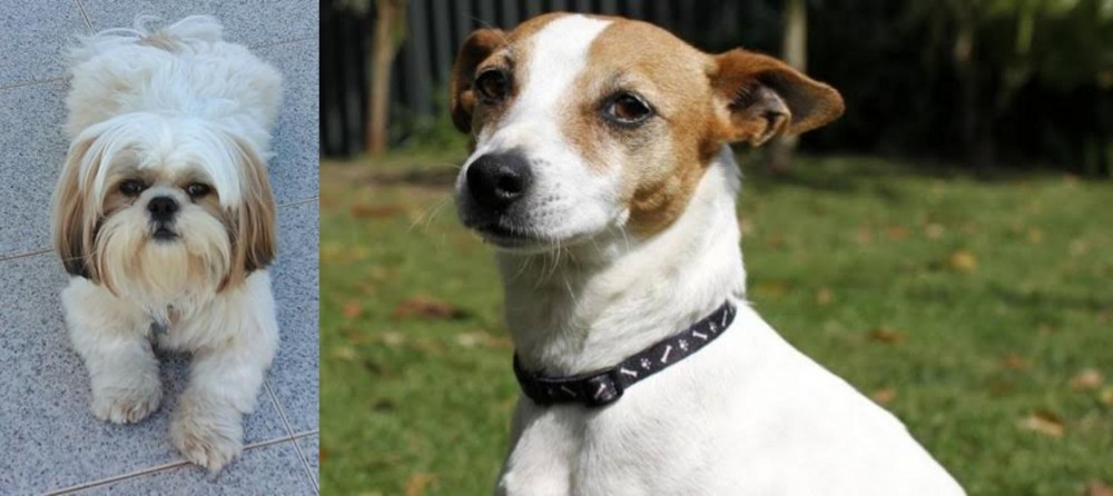 Tenterfield Terrier vs Shih Tzu - Breed Comparison