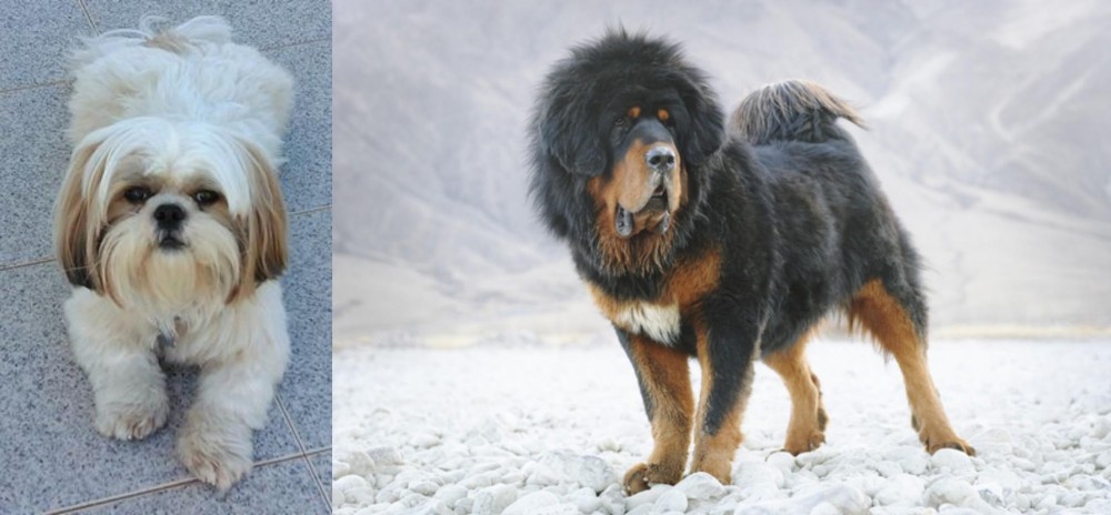 Tibetan Mastiff vs Shih Tzu - Breed Comparison