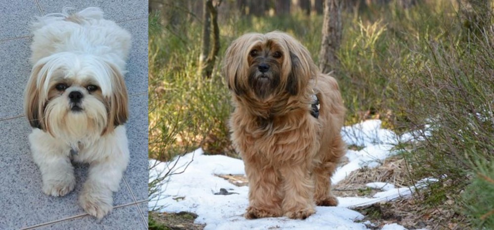 Tibetan Terrier vs Shih Tzu - Breed Comparison