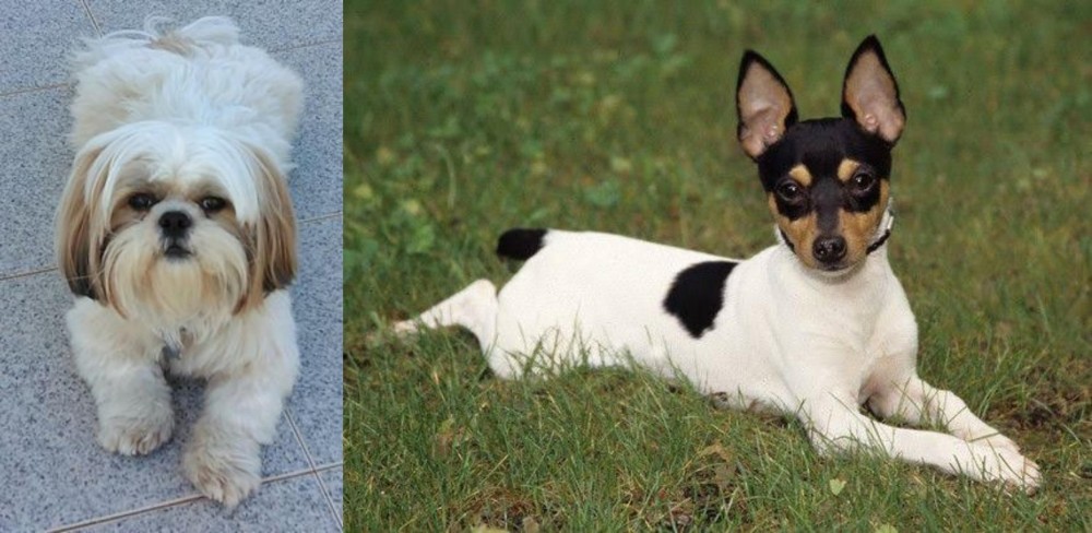 Toy Fox Terrier vs Shih Tzu - Breed Comparison