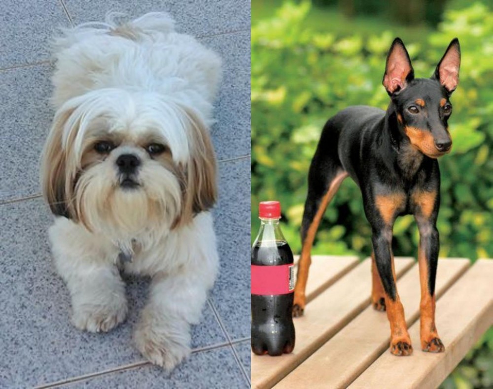 Toy Manchester Terrier vs Shih Tzu - Breed Comparison