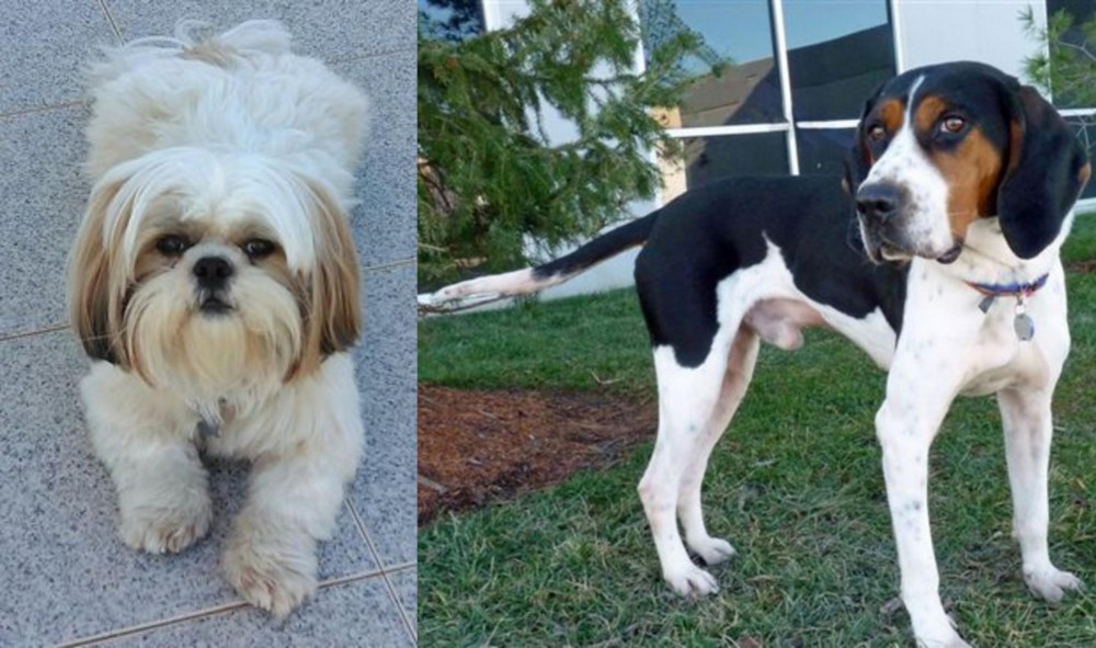 Treeing Walker Coonhound vs Shih Tzu - Breed Comparison