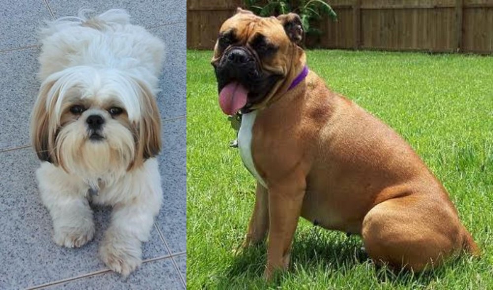 Valley Bulldog vs Shih Tzu - Breed Comparison