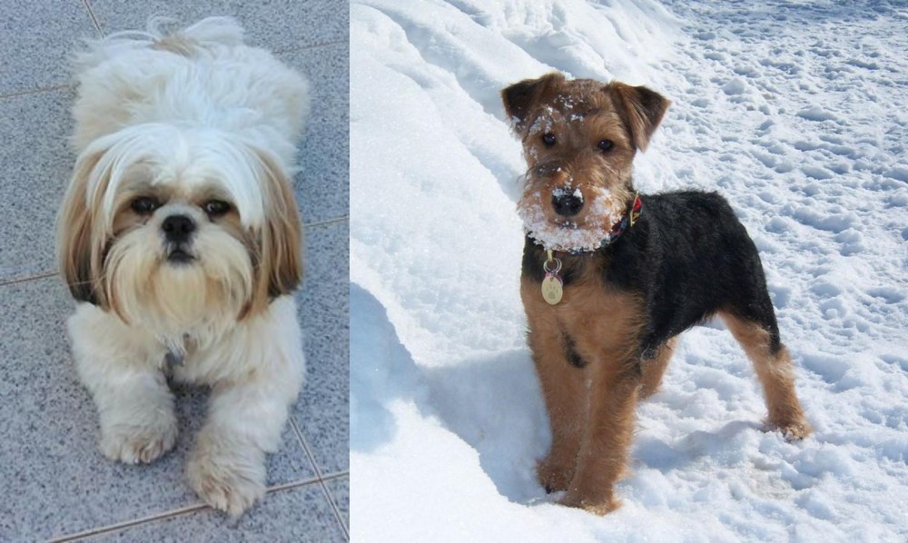 Welsh Terrier vs Shih Tzu - Breed Comparison