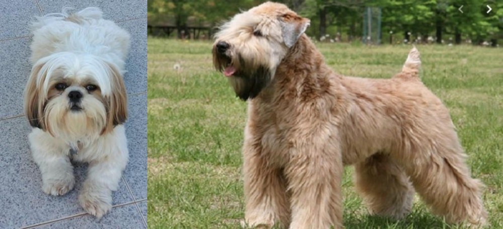 Wheaten Terrier vs Shih Tzu - Breed Comparison