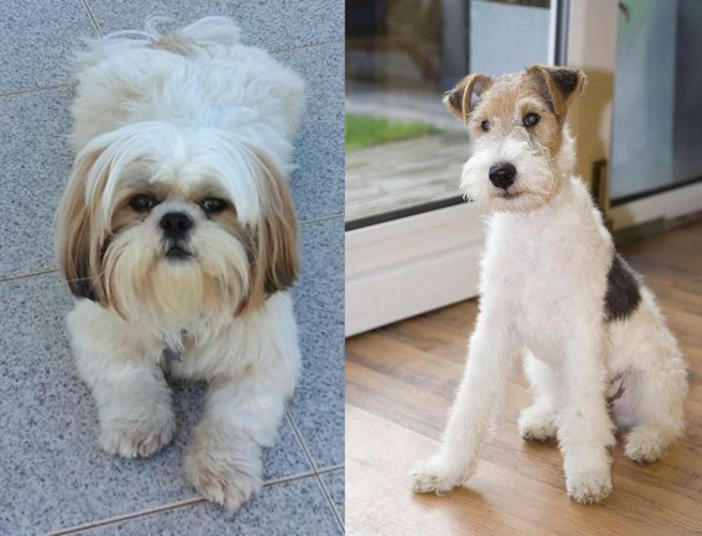 Wire Fox Terrier vs Shih Tzu - Breed Comparison