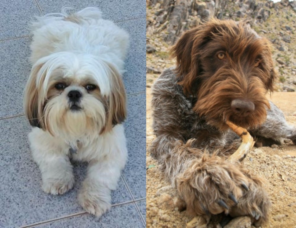 Wirehaired Pointing Griffon vs Shih Tzu - Breed Comparison