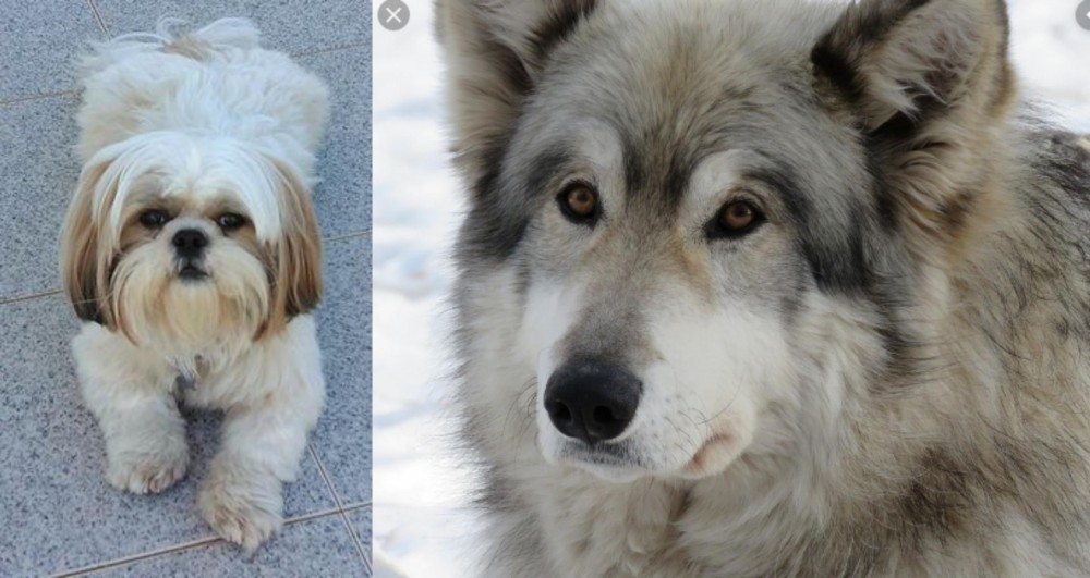 Wolfdog vs Shih Tzu - Breed Comparison